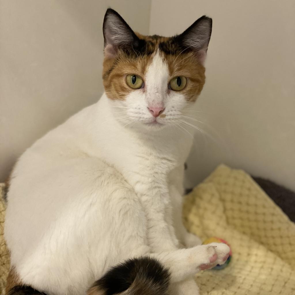 Purrincess