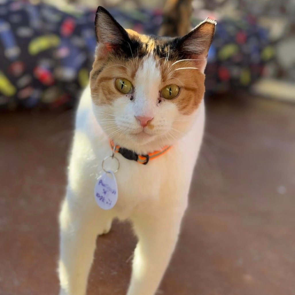 Purrincess