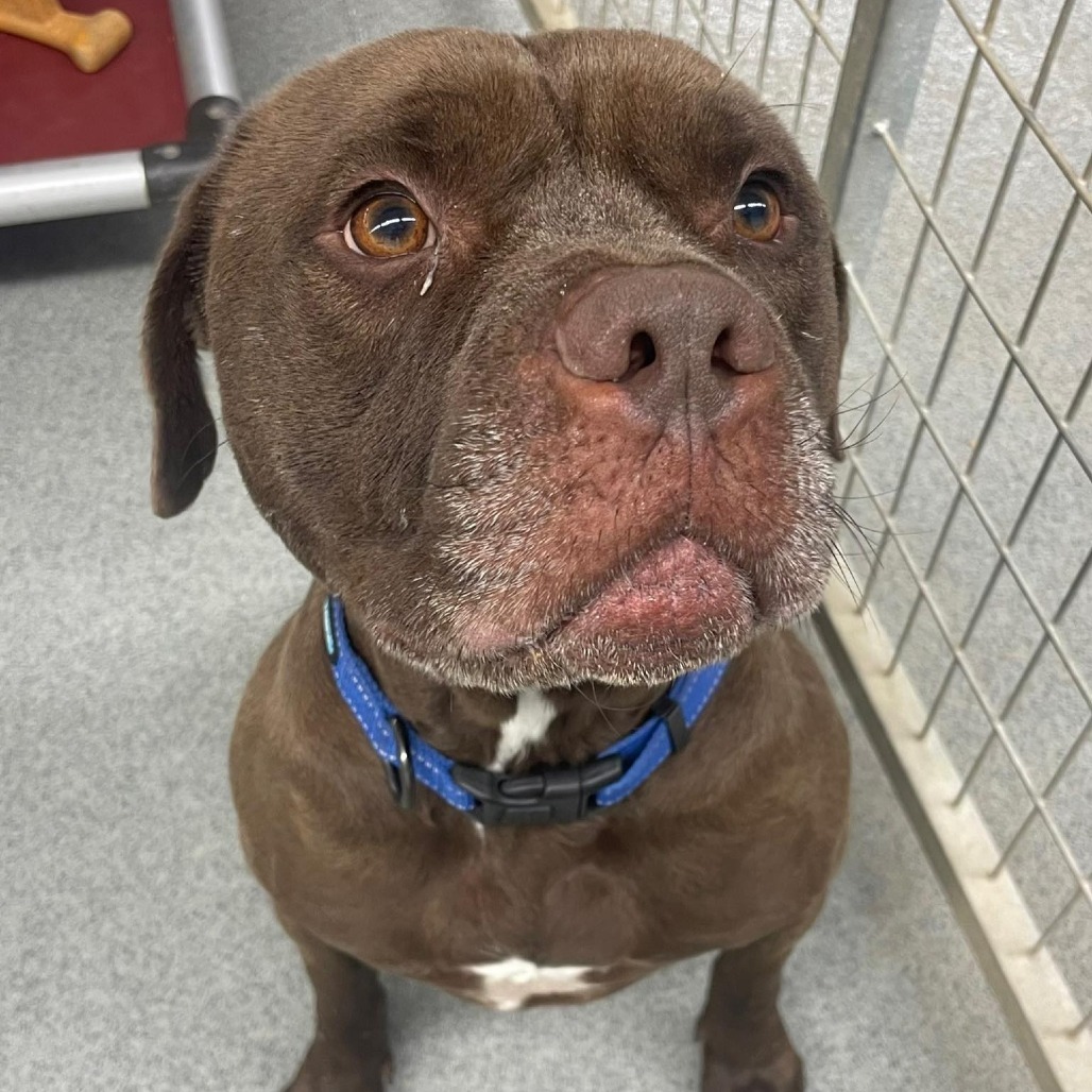 Thor, an adoptable Staffordshire Bull Terrier in Kingman, KS, 67068 | Photo Image 1