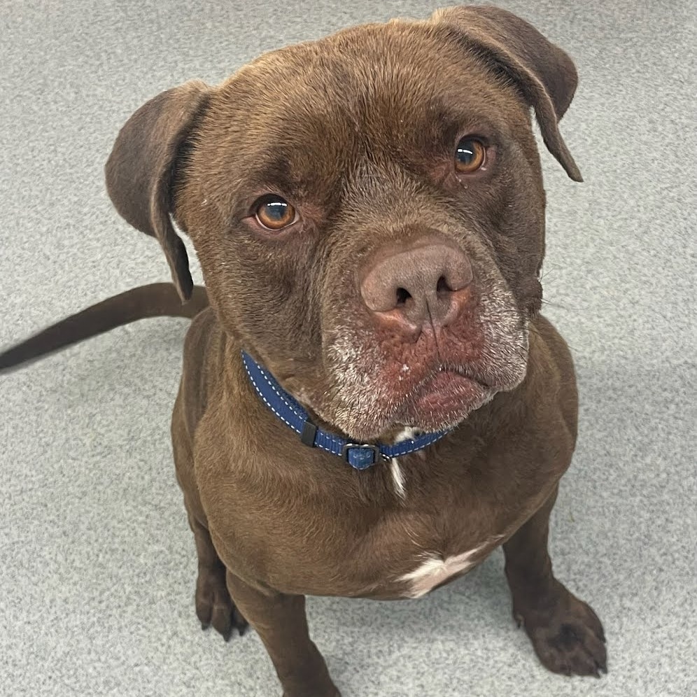 Thor, an adoptable Staffordshire Bull Terrier in Kingman, KS, 67068 | Photo Image 1