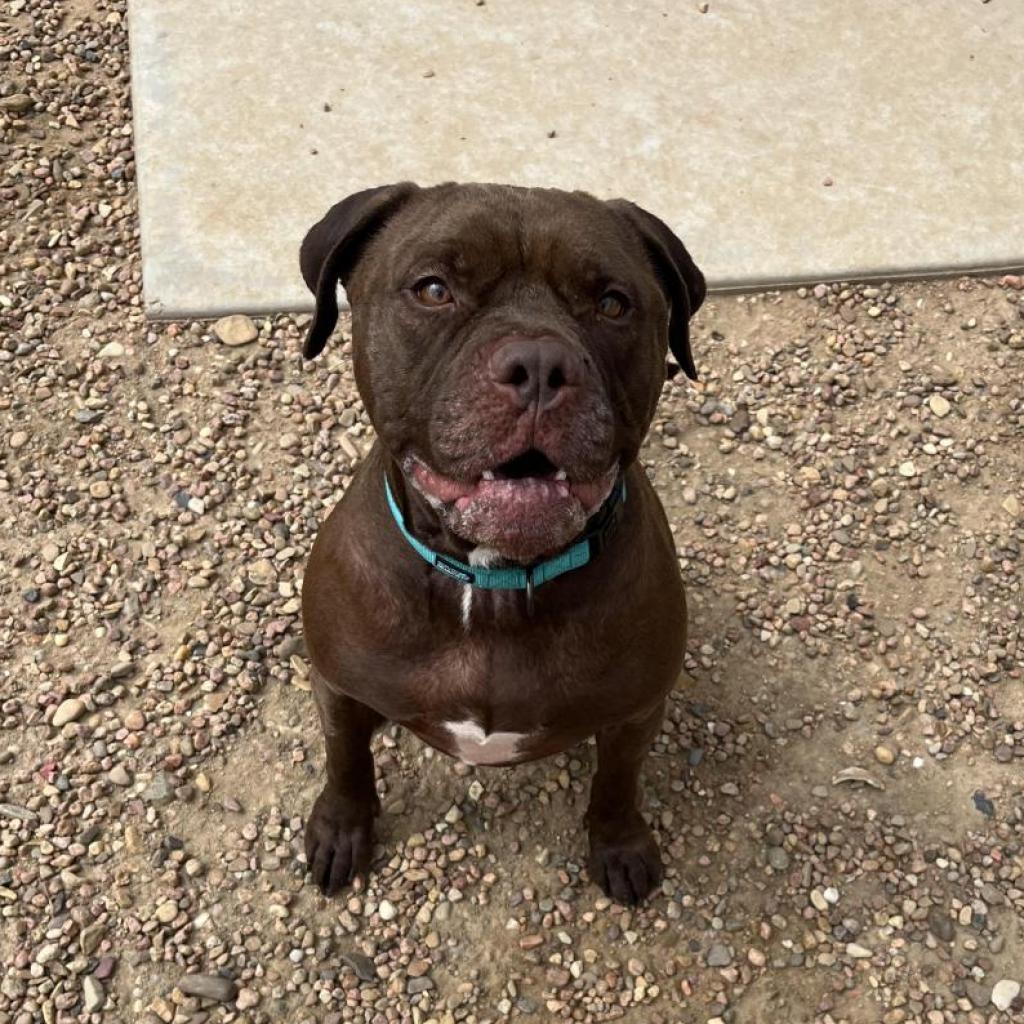 Thor, an adoptable Staffordshire Bull Terrier in Kingman, KS, 67068 | Photo Image 2