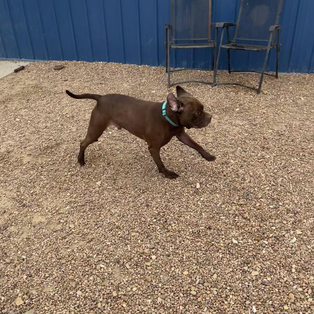 Thor, an adoptable Staffordshire Bull Terrier in Kingman, KS, 67068 | Photo Image 3
