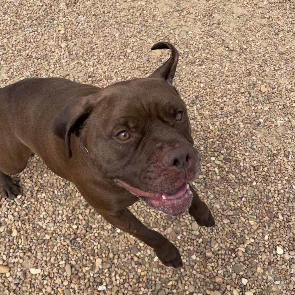 Thor, an adoptable Staffordshire Bull Terrier in Kingman, KS, 67068 | Photo Image 4