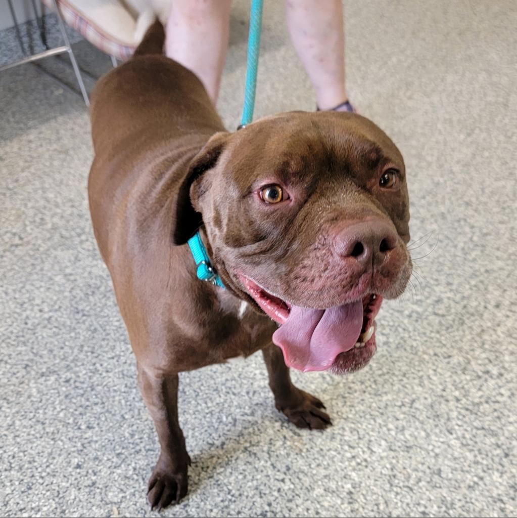 Thor, an adoptable Staffordshire Bull Terrier in Kingman, KS, 67068 | Photo Image 5