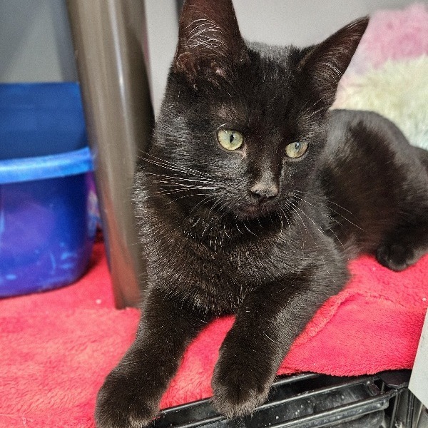 Jingles, an adoptable Domestic Short Hair in Kingman, KS, 67068 | Photo Image 1