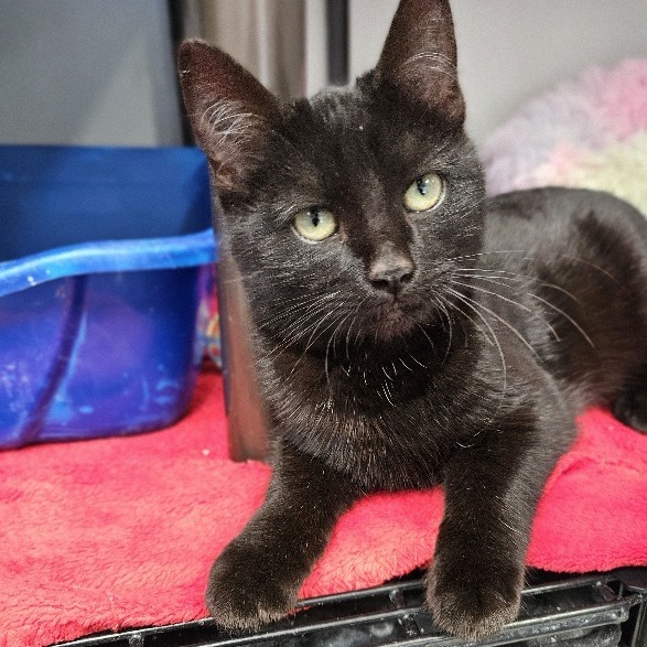 Jingles, an adoptable Domestic Short Hair in Kingman, KS, 67068 | Photo Image 3