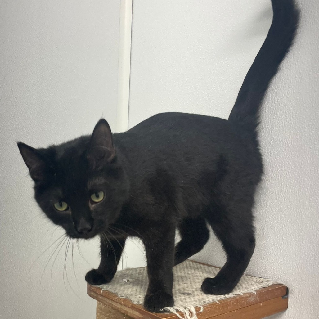 Jingles, an adoptable Domestic Short Hair in Kingman, KS, 67068 | Photo Image 4