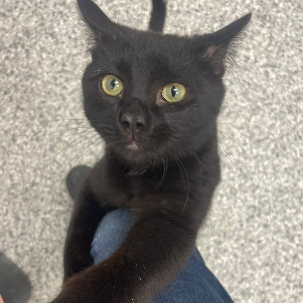 Jingles, an adoptable Domestic Short Hair in Kingman, KS, 67068 | Photo Image 5