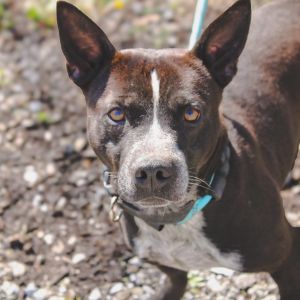 Otis, Adult Male Australian Cattle Dog / Blue Heeler