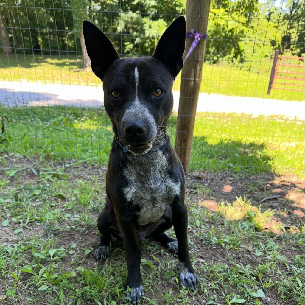 Otis
