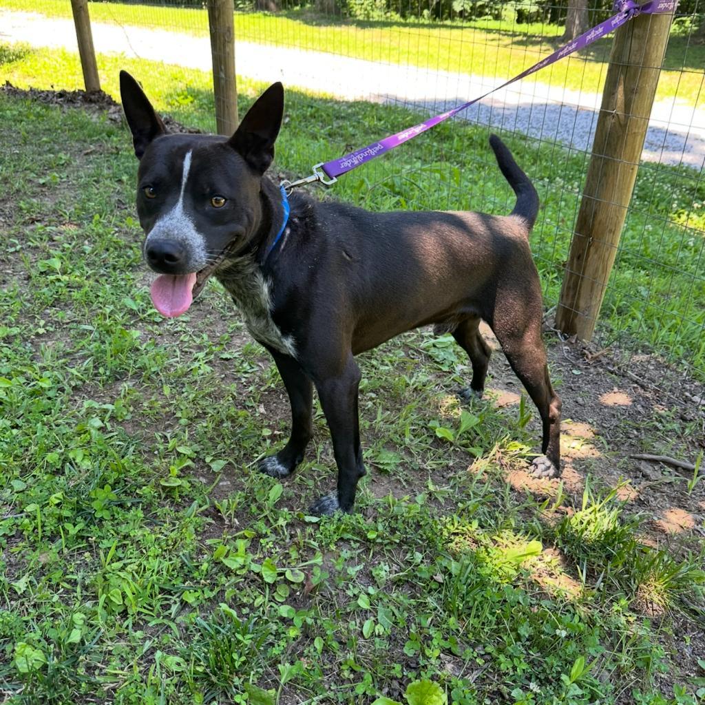 Otis