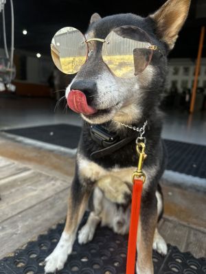 Sammie, Senior Male Shiba Inu