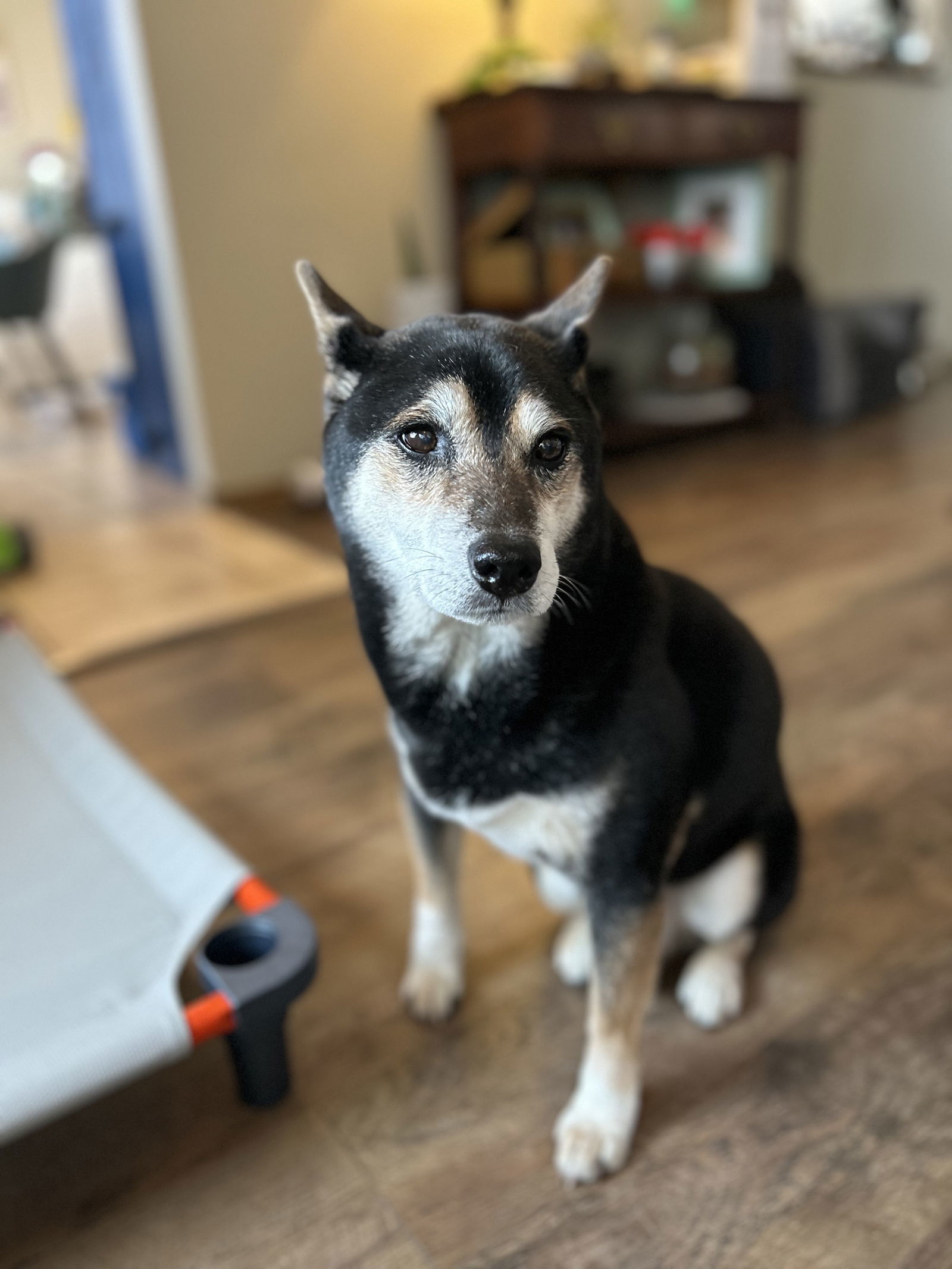 Sammie, an adoptable Shiba Inu in Fort Collins, CO, 80524 | Photo Image 2