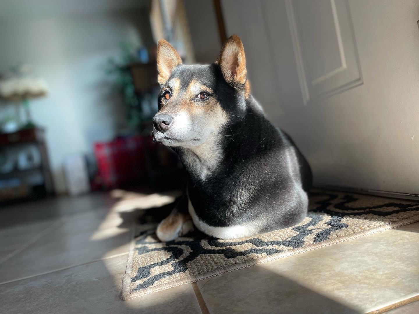 Sammie, an adoptable Shiba Inu in Fort Collins, CO, 80524 | Photo Image 3