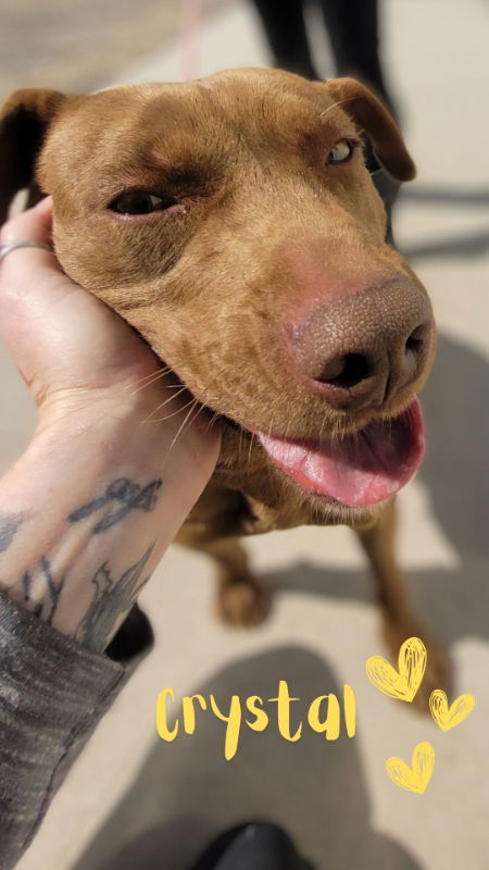 Crystal, an adoptable Staffordshire Bull Terrier, Pit Bull Terrier in Monte Vista, CO, 81144 | Photo Image 1