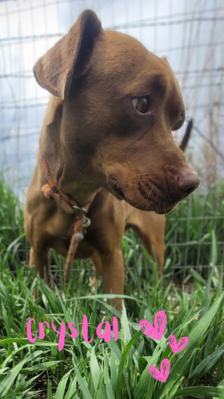 Crystal, an adoptable American Staffordshire Terrier, Pit Bull Terrier in Monte Vista, CO, 81144 | Photo Image 1