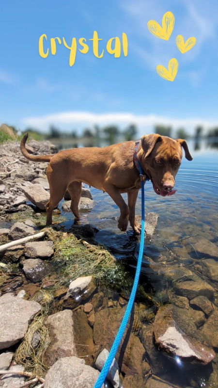 Crystal, an adoptable American Staffordshire Terrier, Pit Bull Terrier in Monte Vista, CO, 81144 | Photo Image 1