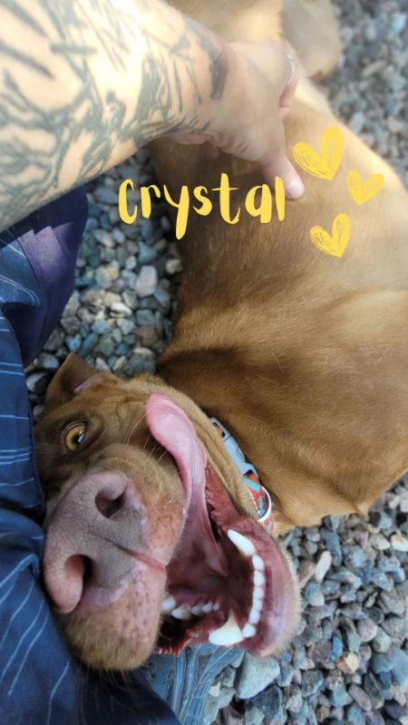 Crystal, an adoptable American Staffordshire Terrier, Pit Bull Terrier in Monte Vista, CO, 81144 | Photo Image 1