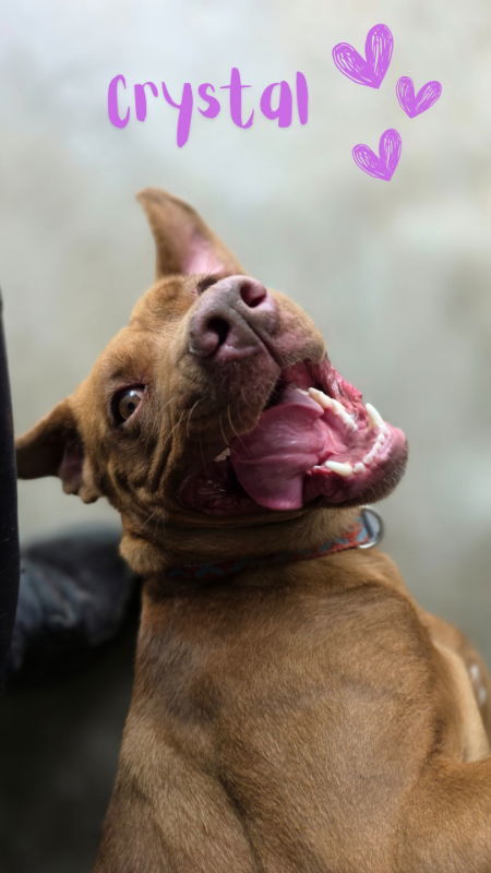 Crystal, an adoptable American Staffordshire Terrier, Pit Bull Terrier in Monte Vista, CO, 81144 | Photo Image 1