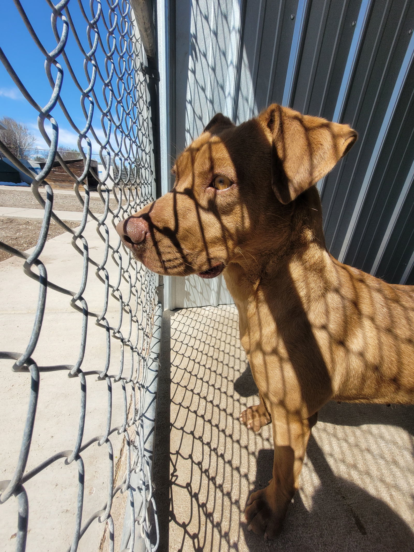 Crystal, an adoptable Staffordshire Bull Terrier, Pit Bull Terrier in Monte Vista, CO, 81144 | Photo Image 2