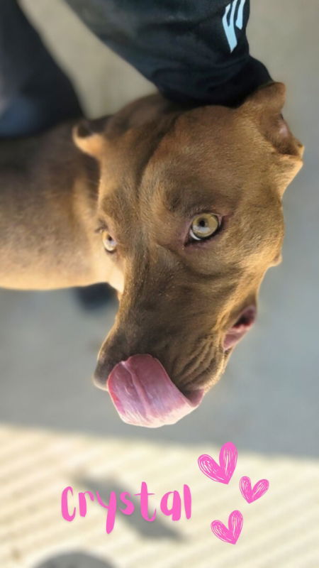 Crystal, an adoptable American Staffordshire Terrier, Pit Bull Terrier in Monte Vista, CO, 81144 | Photo Image 2