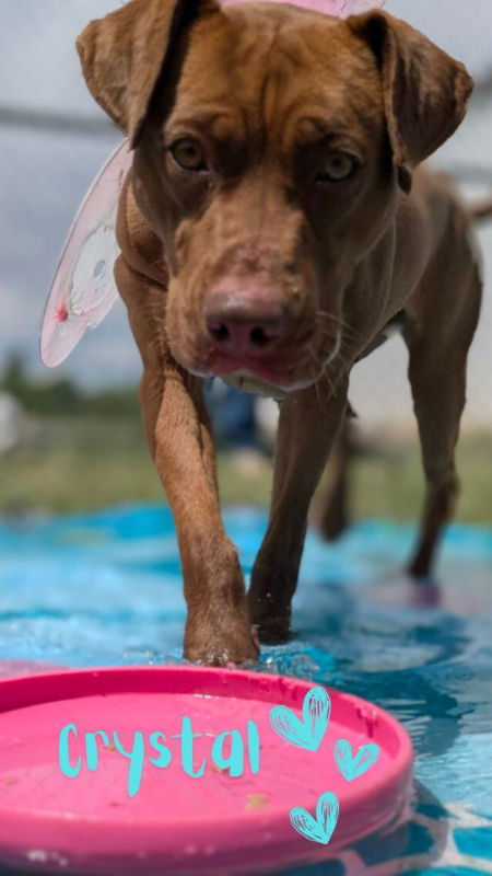 Crystal, an adoptable American Staffordshire Terrier, Pit Bull Terrier in Monte Vista, CO, 81144 | Photo Image 2