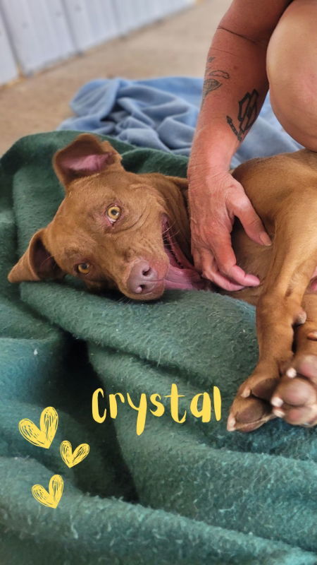 Crystal, an adoptable American Staffordshire Terrier, Pit Bull Terrier in Monte Vista, CO, 81144 | Photo Image 2