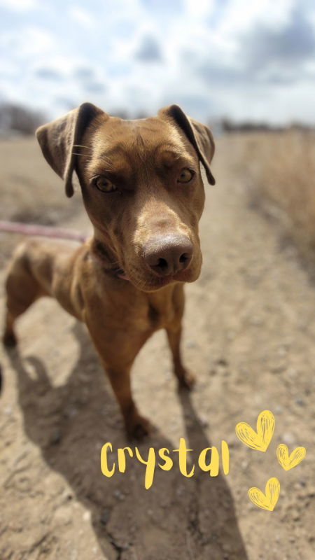 Crystal, an adoptable Staffordshire Bull Terrier, Pit Bull Terrier in Monte Vista, CO, 81144 | Photo Image 3