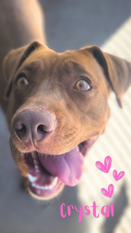 Crystal, an adoptable American Staffordshire Terrier, Pit Bull Terrier in Monte Vista, CO, 81144 | Photo Image 3