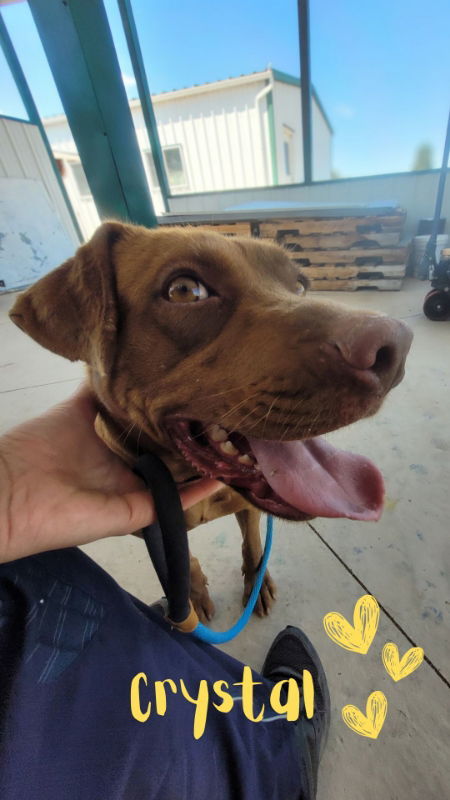 Crystal, an adoptable American Staffordshire Terrier, Pit Bull Terrier in Monte Vista, CO, 81144 | Photo Image 3