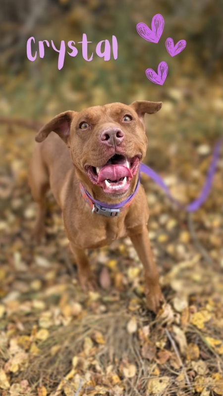Crystal, an adoptable American Staffordshire Terrier, Pit Bull Terrier in Monte Vista, CO, 81144 | Photo Image 3