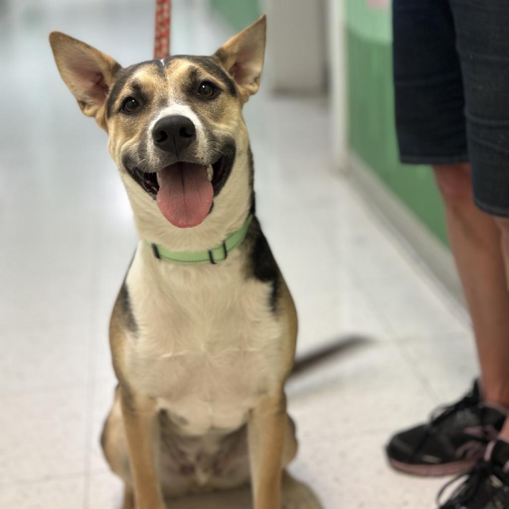 Rocky (aka Tri Tip)