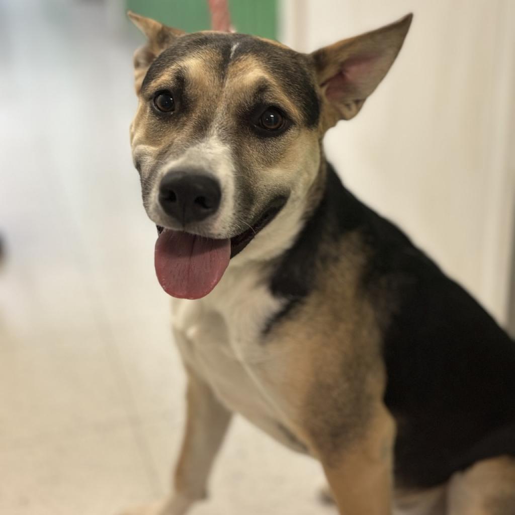 Rocky (aka Tri Tip)