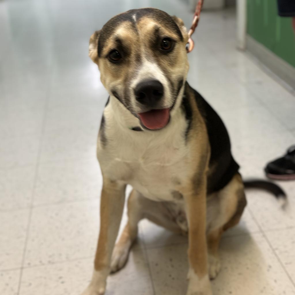 Rocky (aka Tri Tip)