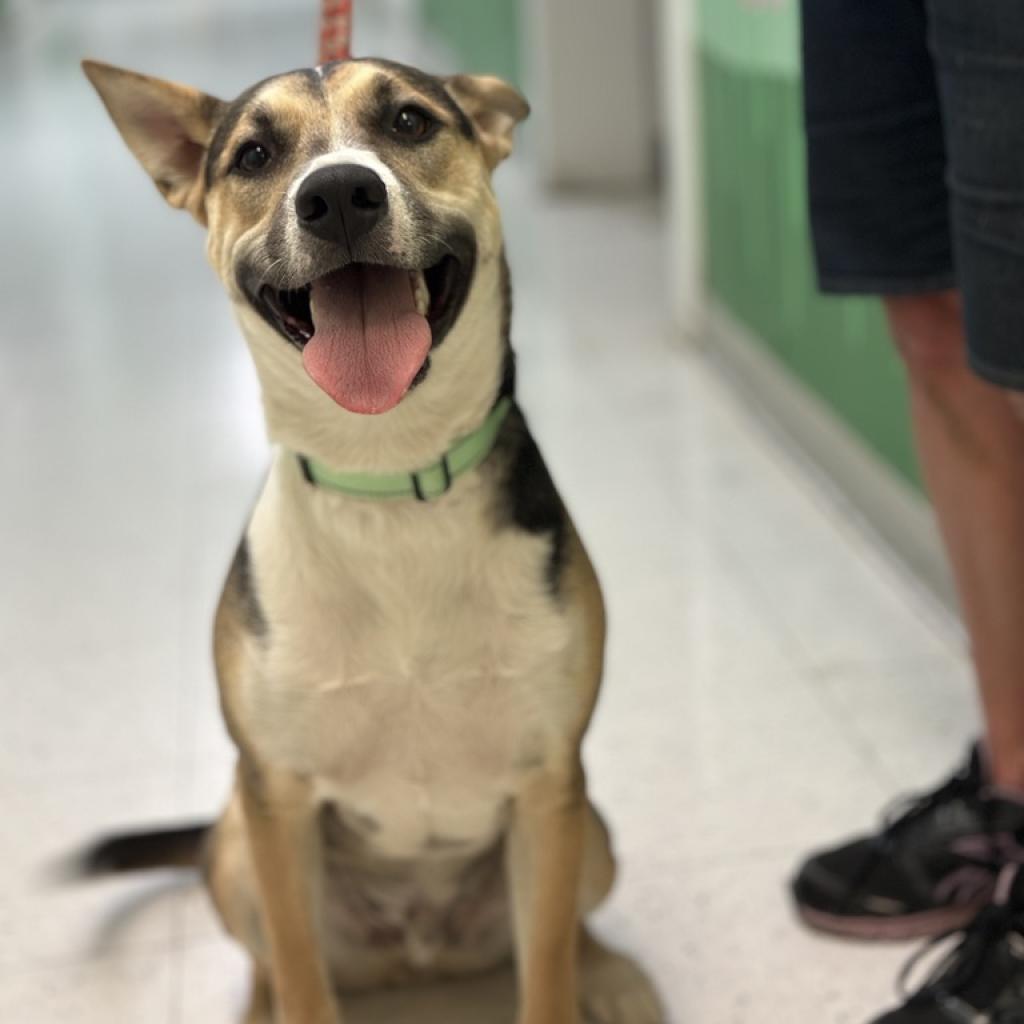 Rocky (aka Tri Tip)