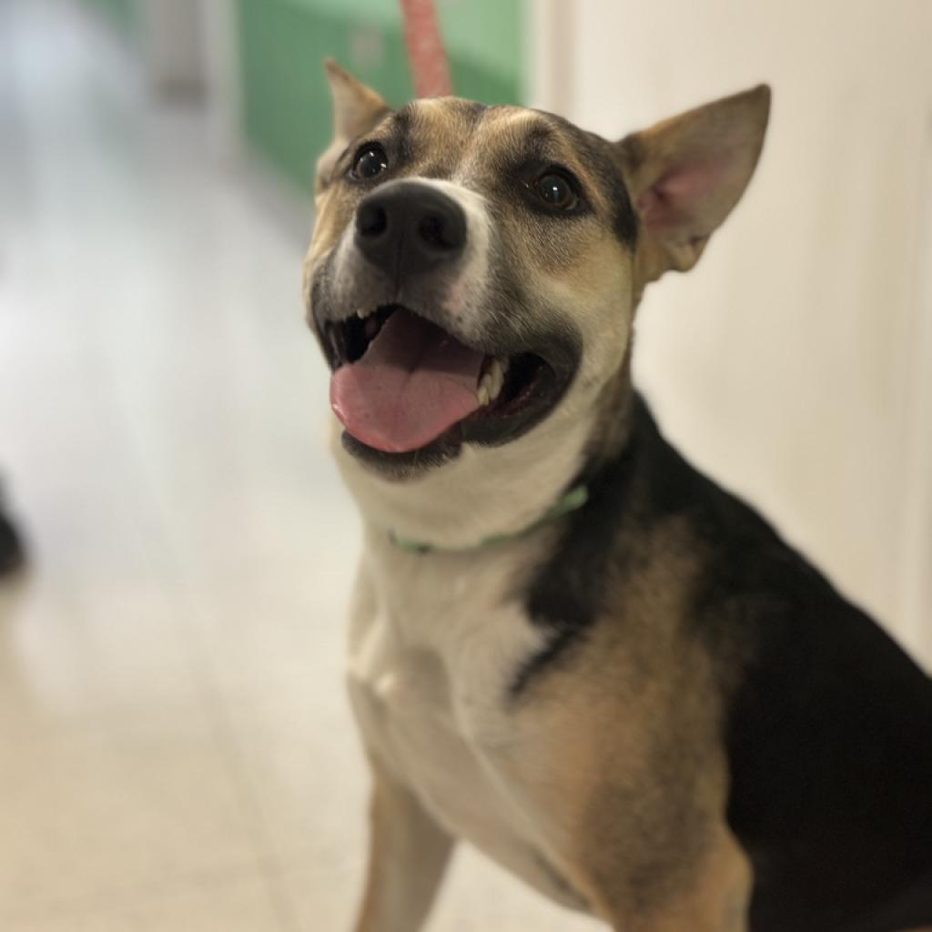 Rocky (aka Tri Tip)