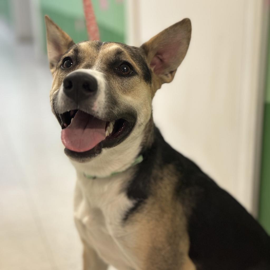 Rocky (aka Tri Tip)