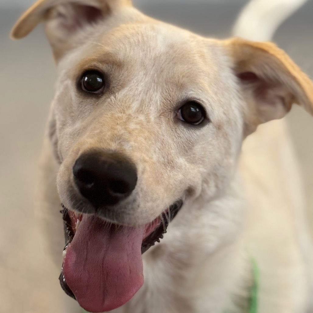 Dash, an adoptable Mixed Breed in Great Falls, MT, 59404 | Photo Image 1