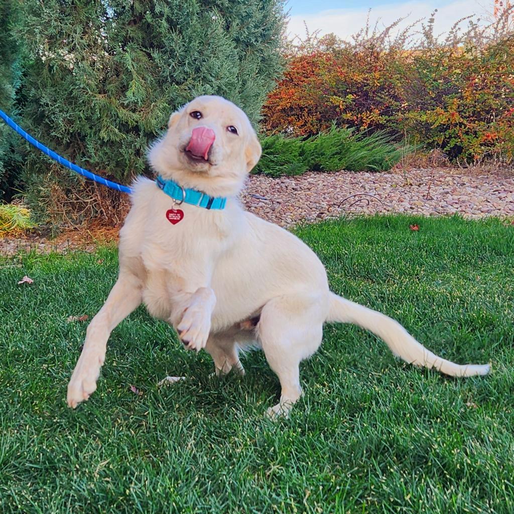 Dash, an adoptable Mixed Breed in Great Falls, MT, 59404 | Photo Image 3