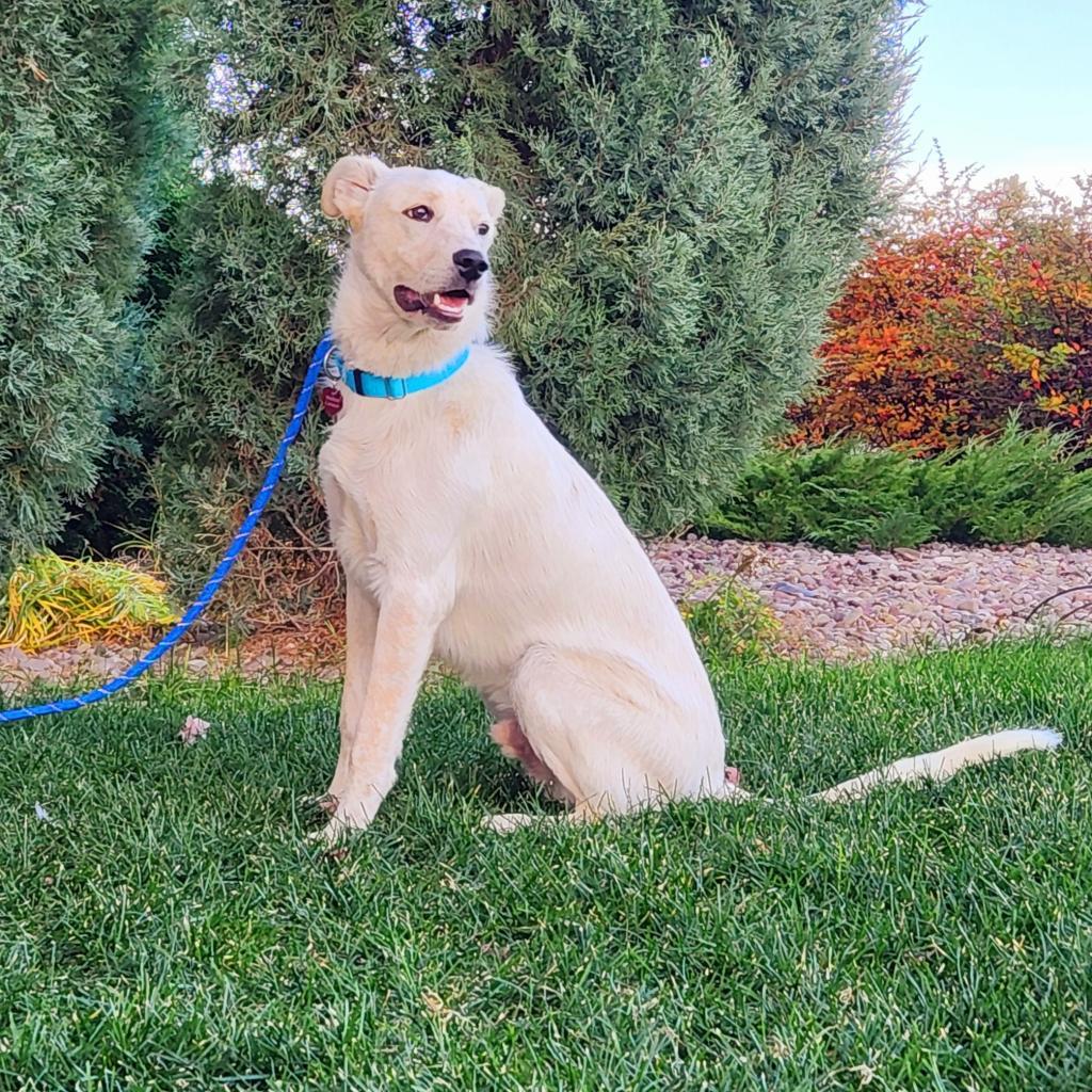 Dash, an adoptable Mixed Breed in Great Falls, MT, 59404 | Photo Image 4