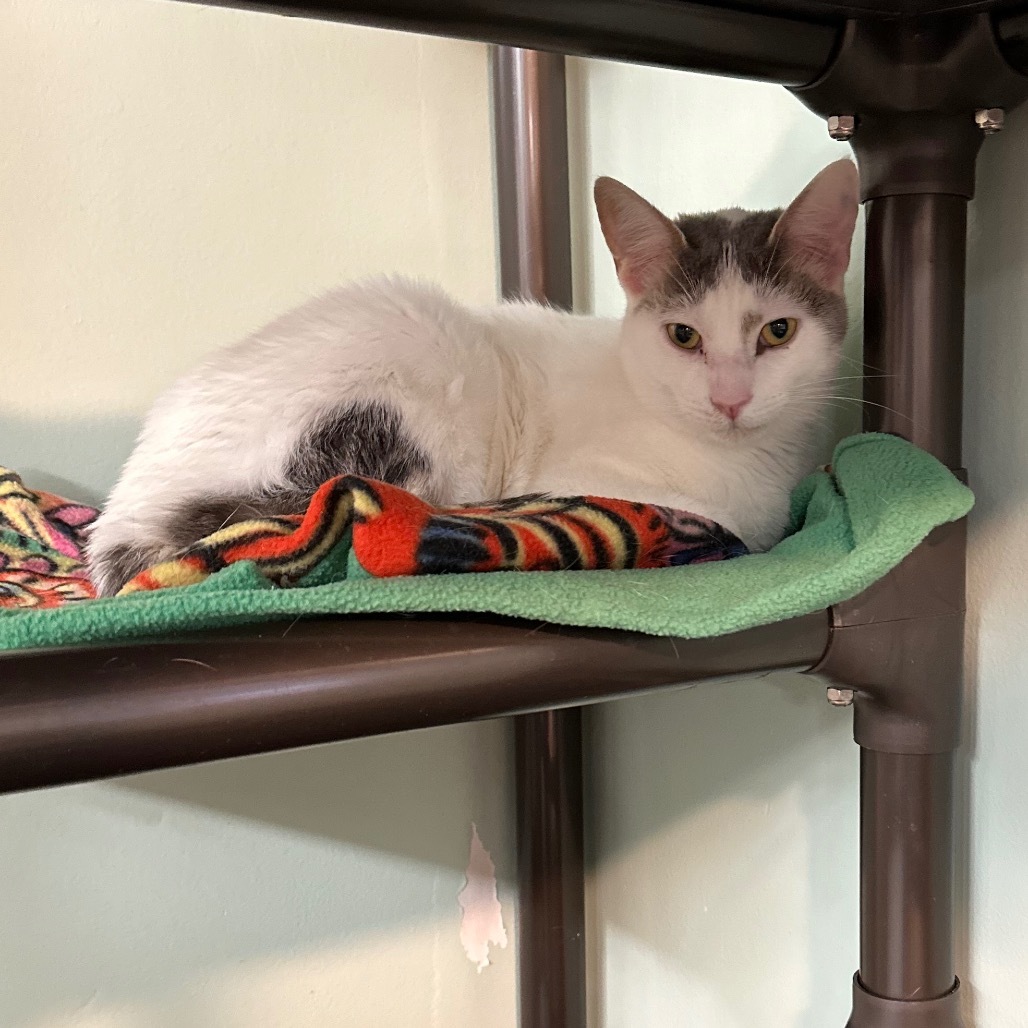 Snowy, an adoptable Domestic Short Hair in Priest River, ID, 83856 | Photo Image 3