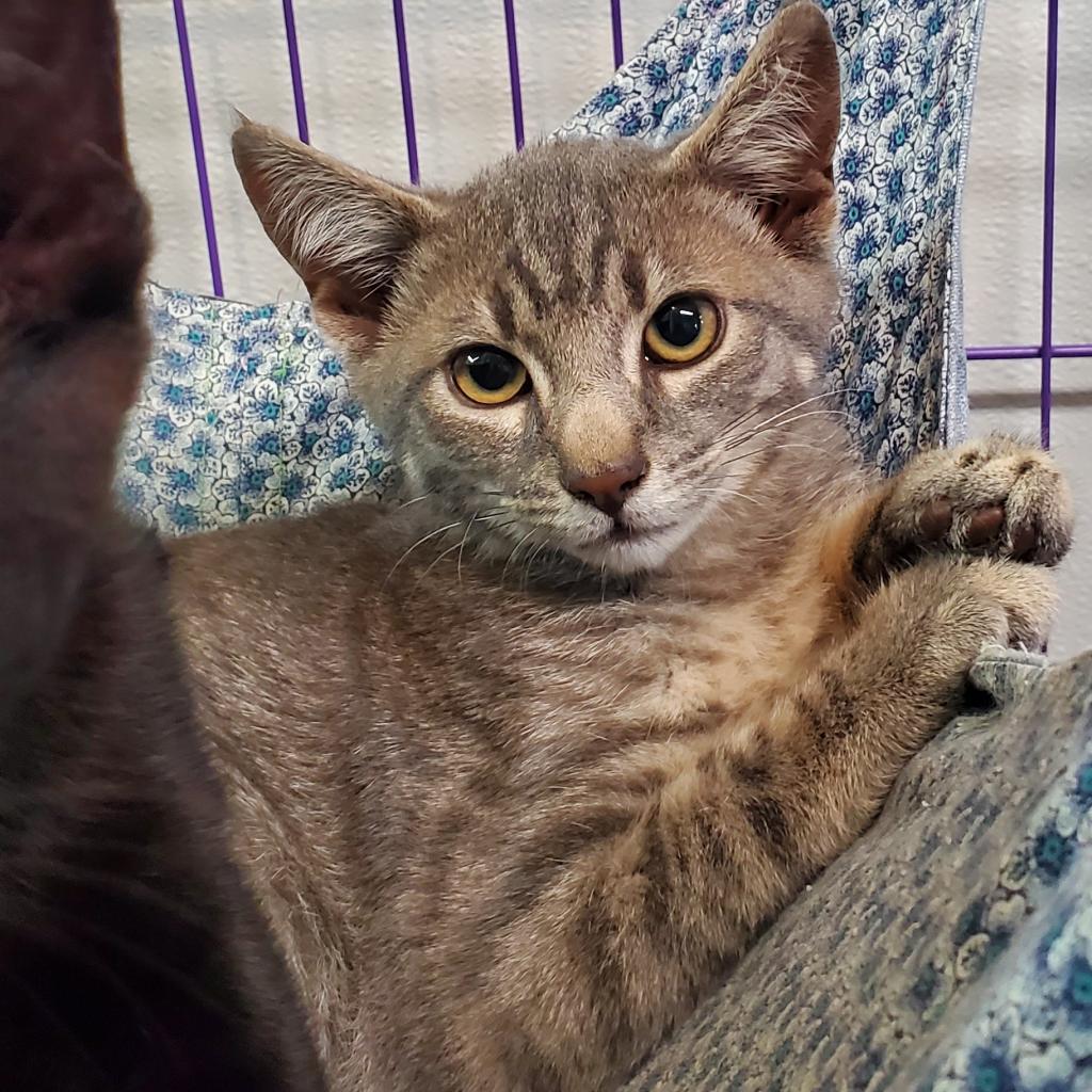 Stormy, an adoptable Domestic Short Hair in Priest River, ID, 83856 | Photo Image 2