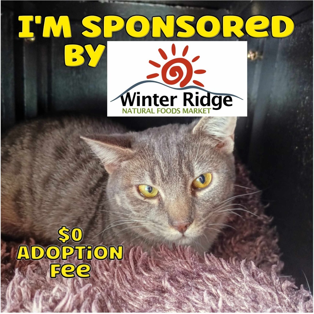 Stormy, an adoptable Domestic Short Hair in Priest River, ID, 83856 | Photo Image 3