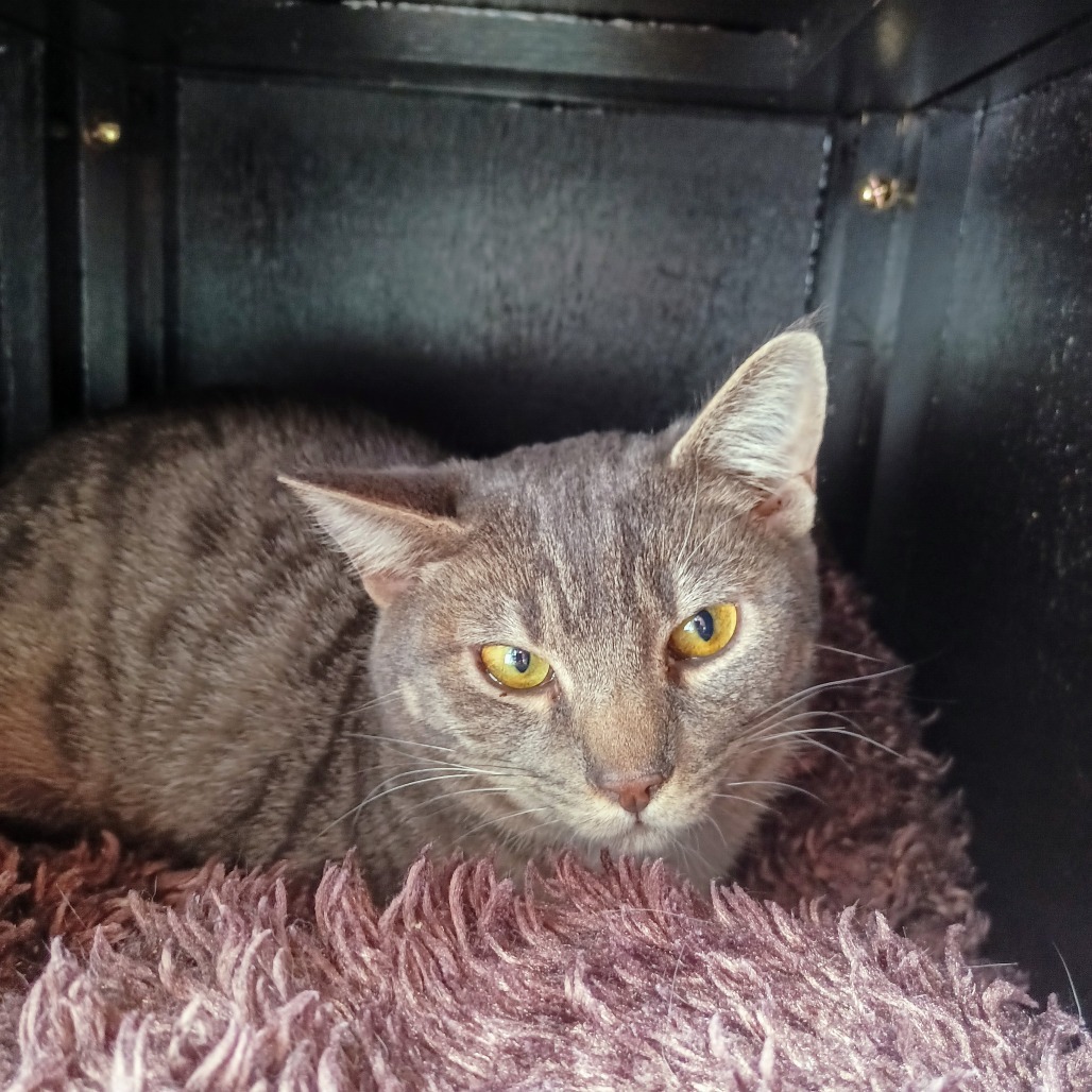 Stormy, an adoptable Domestic Short Hair in Priest River, ID, 83856 | Photo Image 3