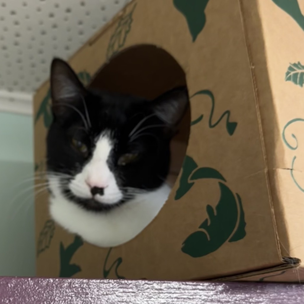 Milli, an adoptable Domestic Short Hair in Priest River, ID, 83856 | Photo Image 1