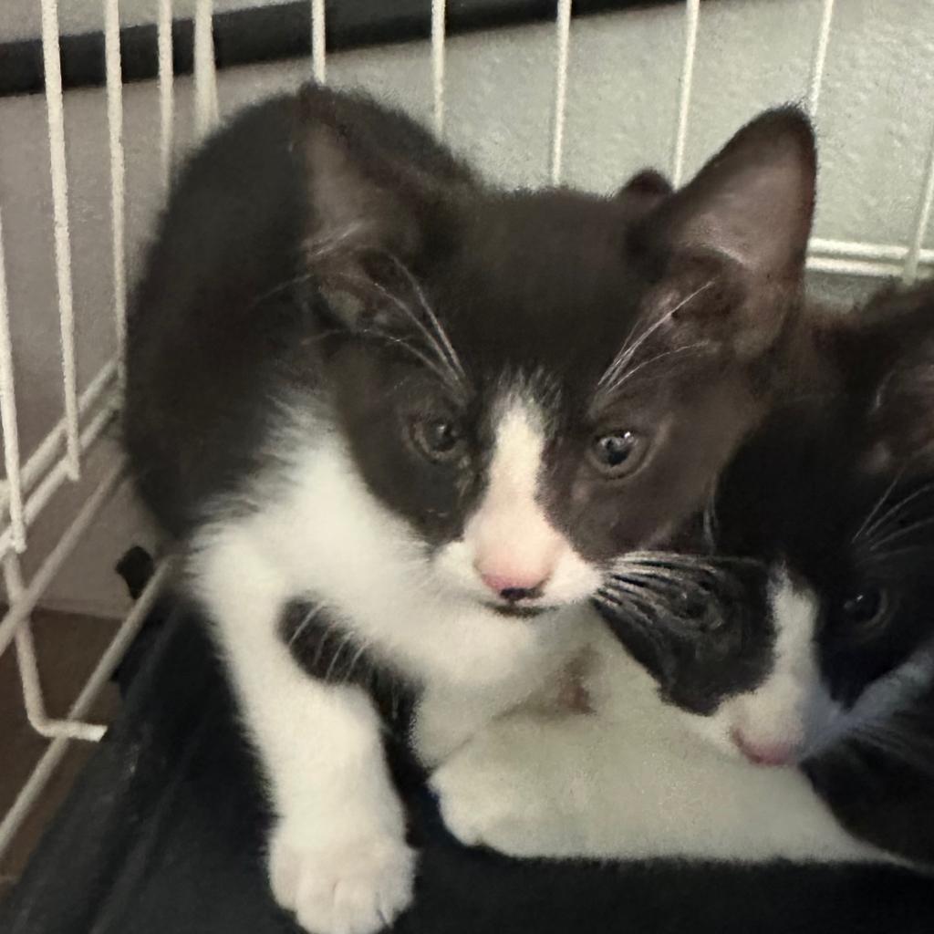 Milli, an adoptable Domestic Short Hair in Priest River, ID, 83856 | Photo Image 2