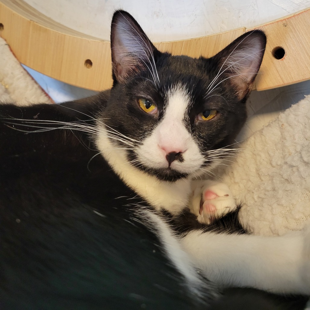 Milli, an adoptable Domestic Short Hair in Priest River, ID, 83856 | Photo Image 3