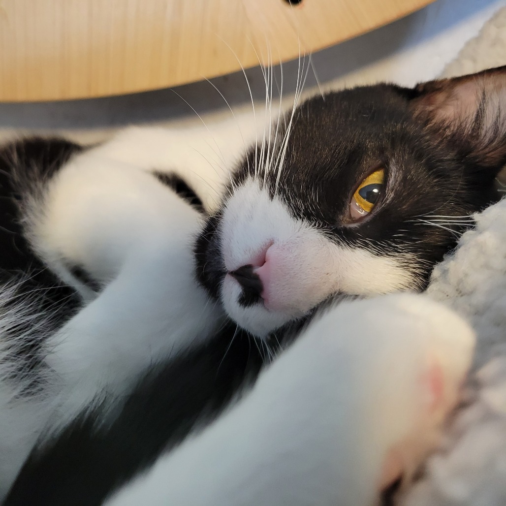 Milli, an adoptable Domestic Short Hair in Priest River, ID, 83856 | Photo Image 4