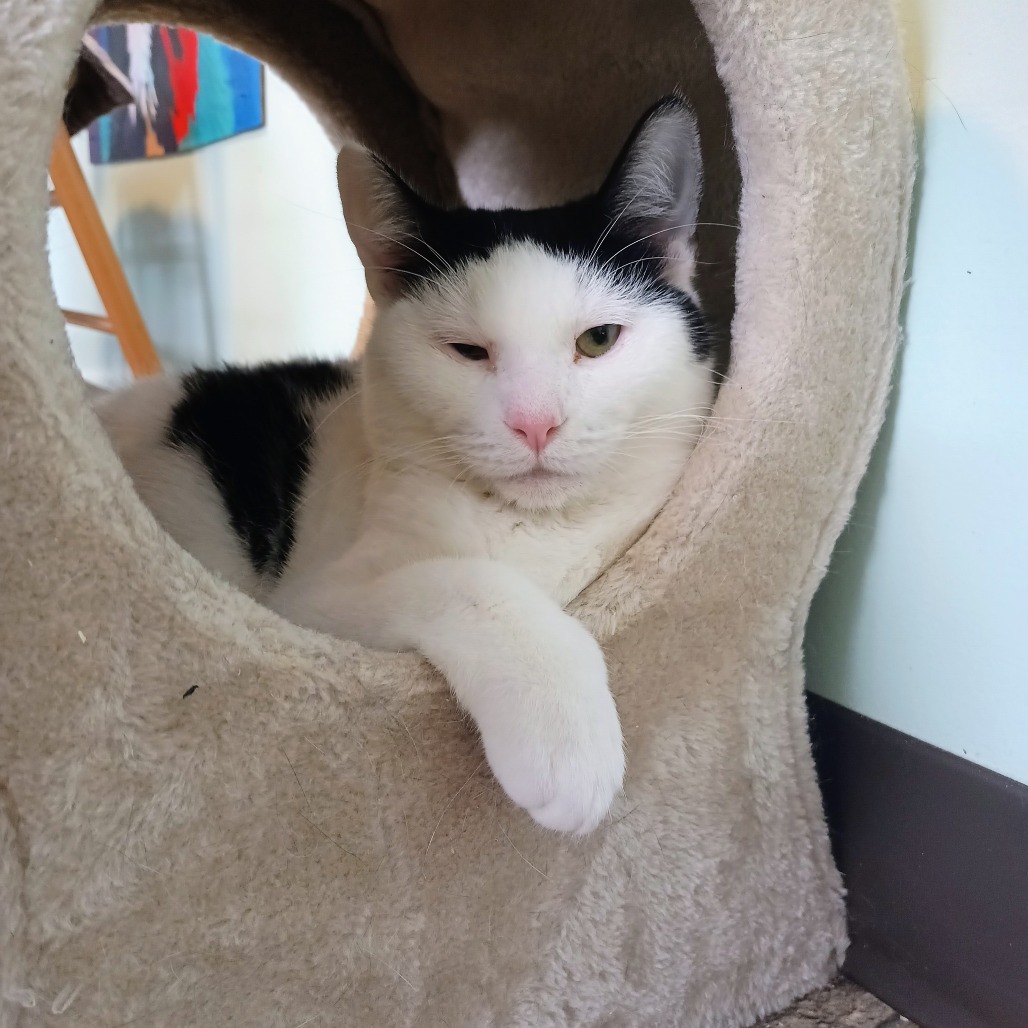 Vivo, an adoptable Domestic Short Hair in Priest River, ID, 83856 | Photo Image 1