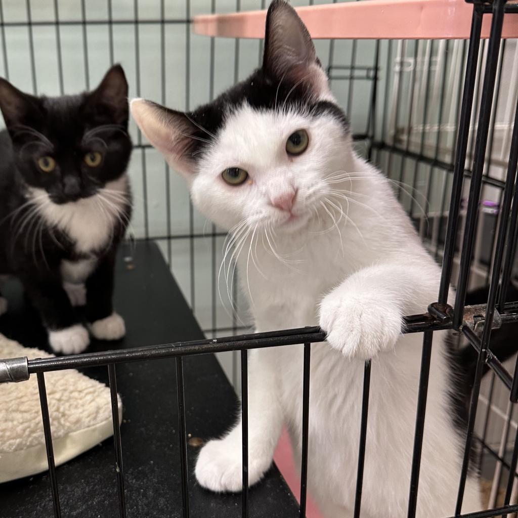 Vivo, an adoptable Domestic Short Hair in Priest River, ID, 83856 | Photo Image 2